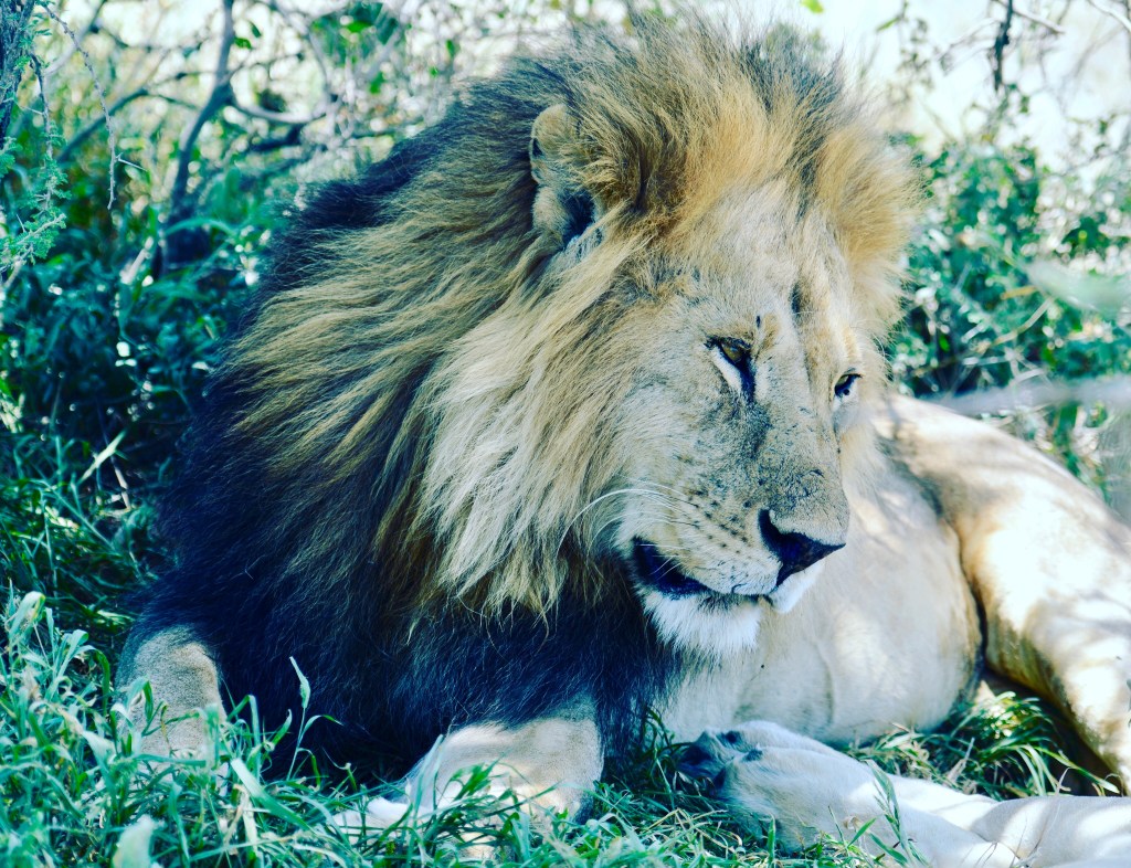 Serengeti, Tanzania